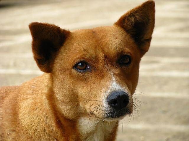 ¿Telepatía animal?