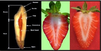 fresas y dientes