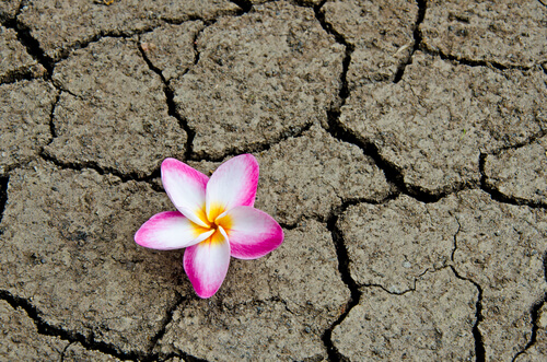 Flor crece en tierra seca