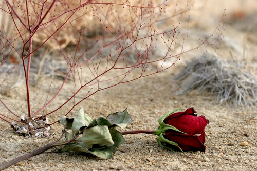 Rosa marchita en la arena