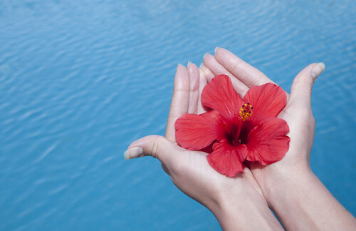 Flor roja en las manos