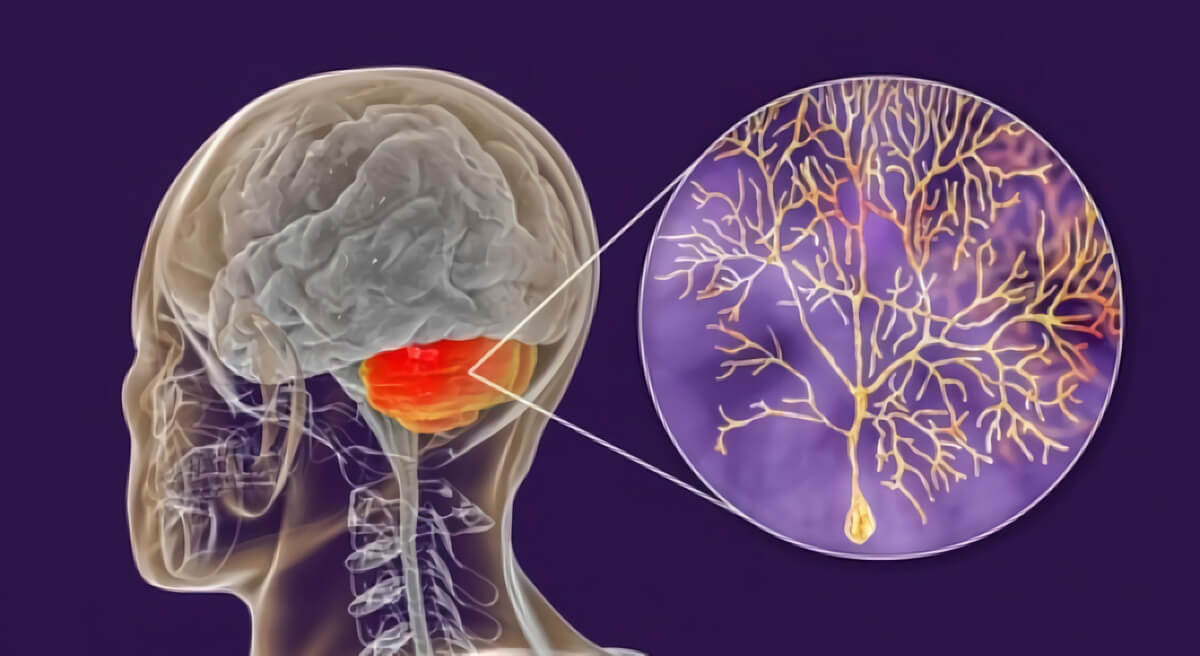 GABA el neurotransmisor de la calma y la relajación