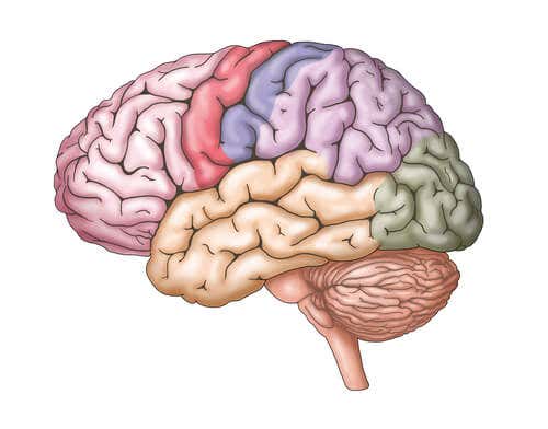 Cerebro de colores representando las inteligencias múltiples