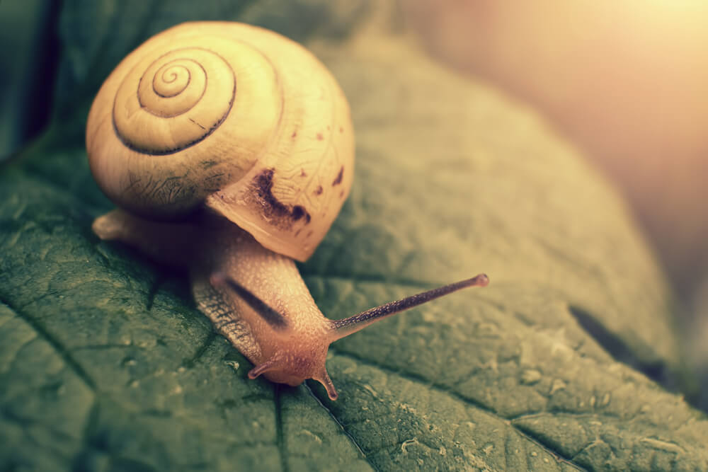 Caracol