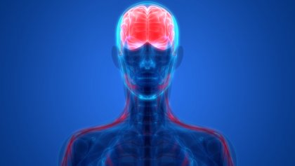 Las neuronas espejo donde se reflejan los sentimientos de los demás