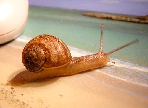 El movimiento slow, un nuevo enfoque para saborear la vida