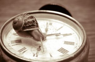Caracol simbolizando el movimiento slow