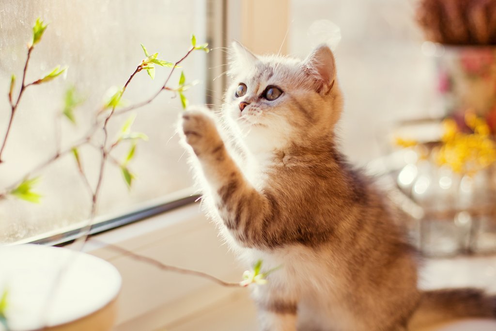 Gatito
