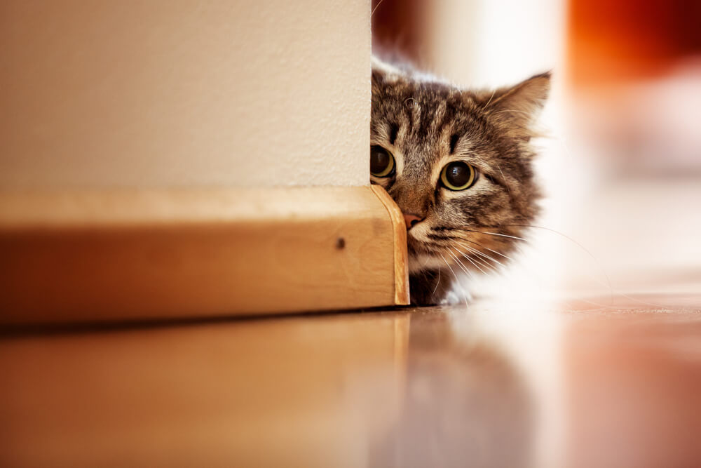 Gato curioso