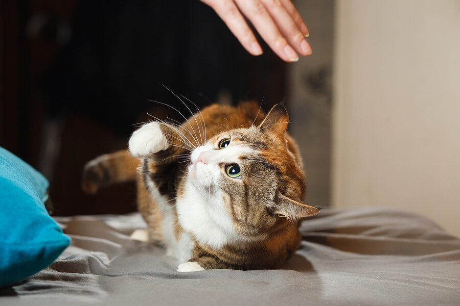 Gato jugando con su humano