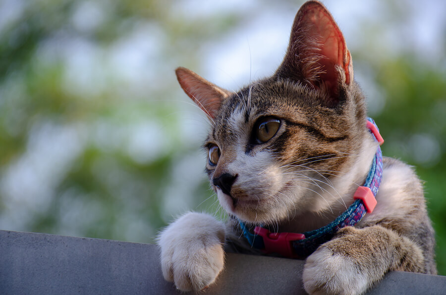 Gato observando