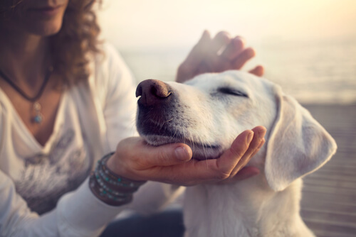 Perro con los ojos cerrados mientras recibe caricias