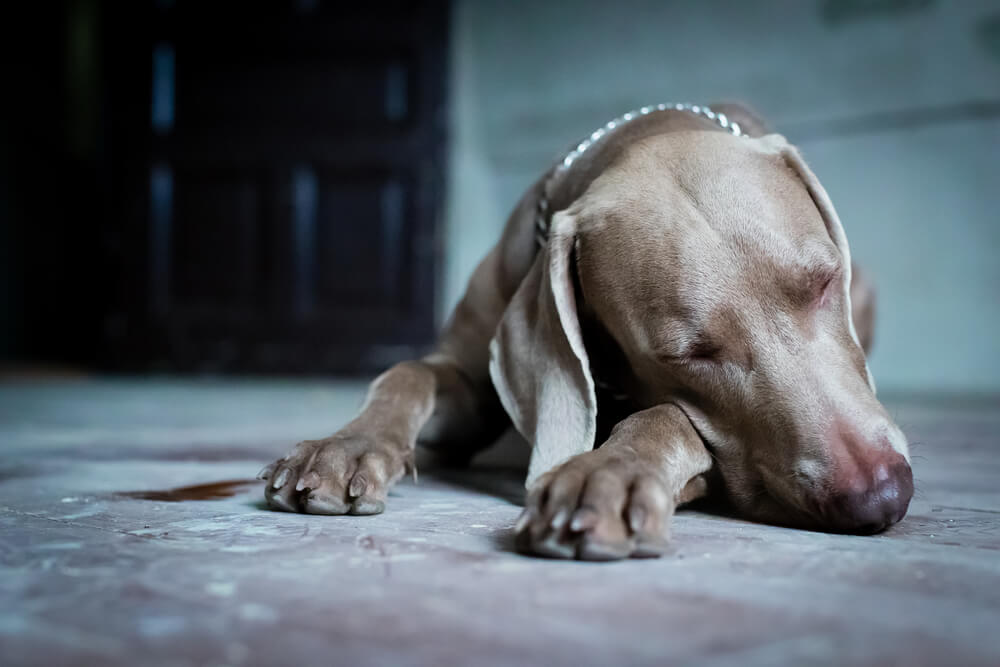 Perro triste