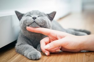 Mujer dando caricias a su gato