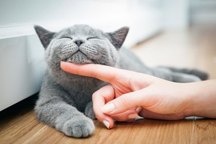 Decálogo de un gato para ser feliz