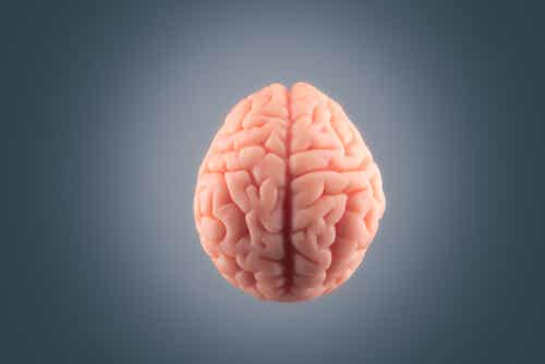 Cerebro humano en fondo gris