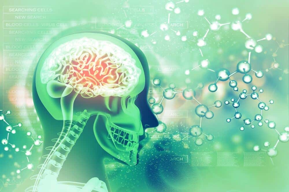 cerebro mostrando los efectos del ácido fólico