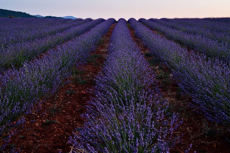 Campos de lavanda, Reino Unido y Francia