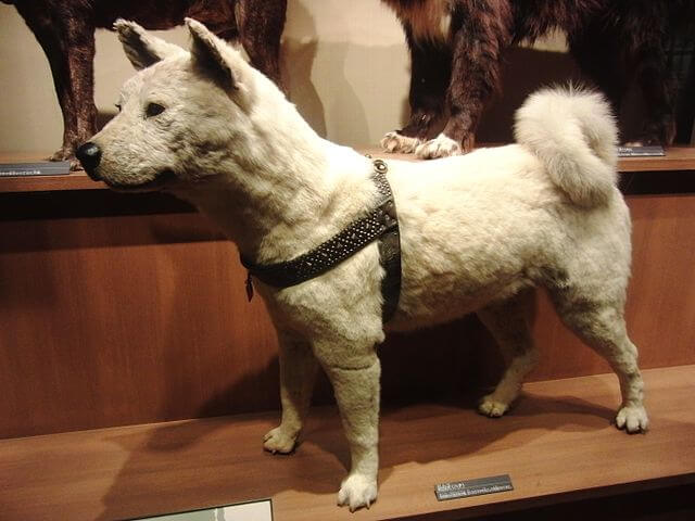 Hachiko disecado