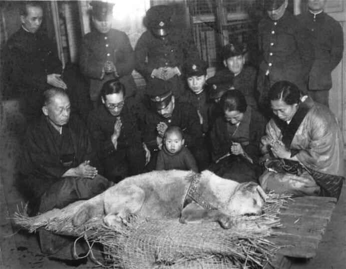 Muerte de Hachiko