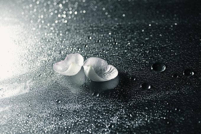 Pétalos de una flor en el suelo