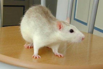 Aprendiendo de ¡las ratas!