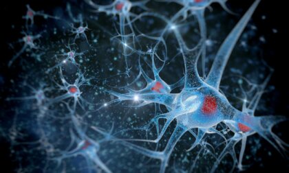 ¿Es verdad que disponemos de un segundo cerebro?