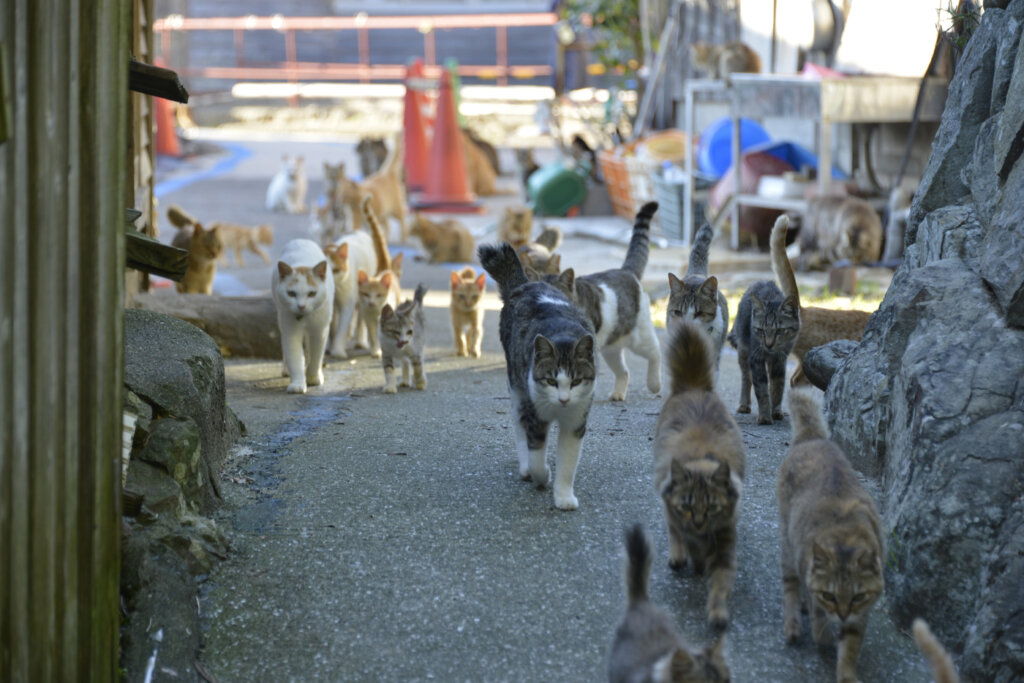 La isla de los gatos