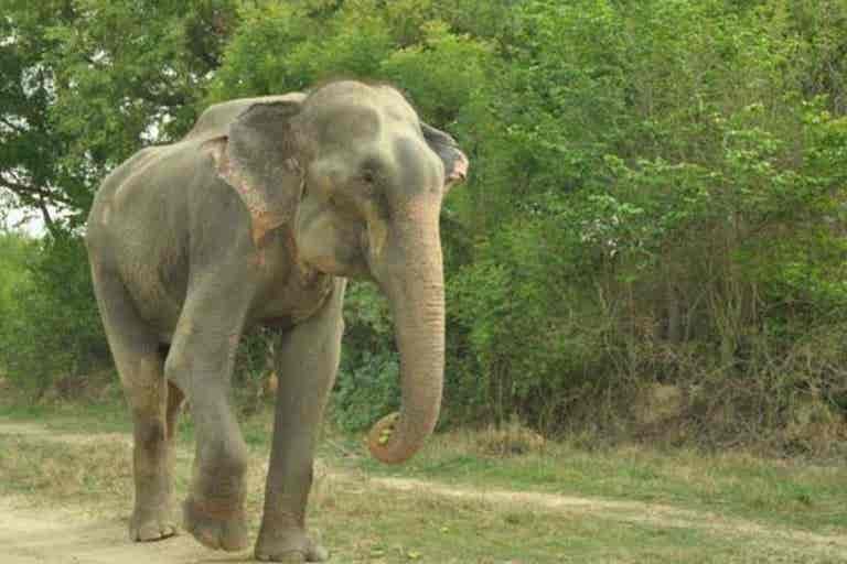 El elefante que lloró al ser liberado