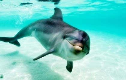 El delfín que pidió ayuda a un humano