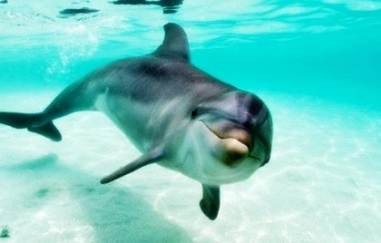 El delfín que pidió ayuda a un humano