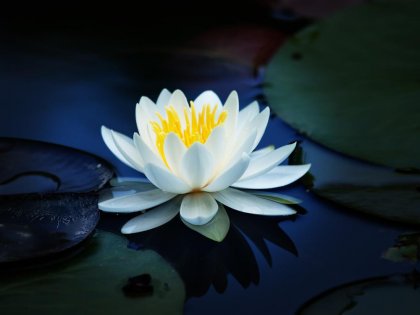 Si el amor es una planta, la libertad es el agua