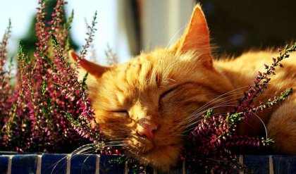 Todo lo que podemos aprender de los gatos