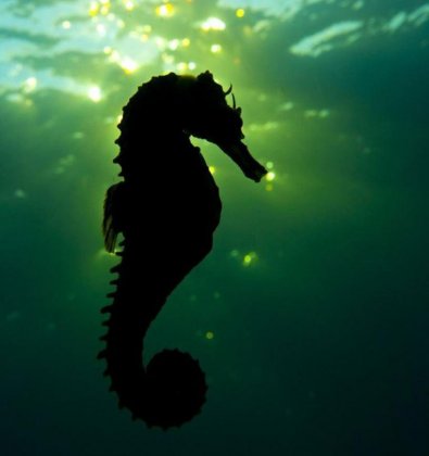 El hipocampo, la estructura de la resiliencia