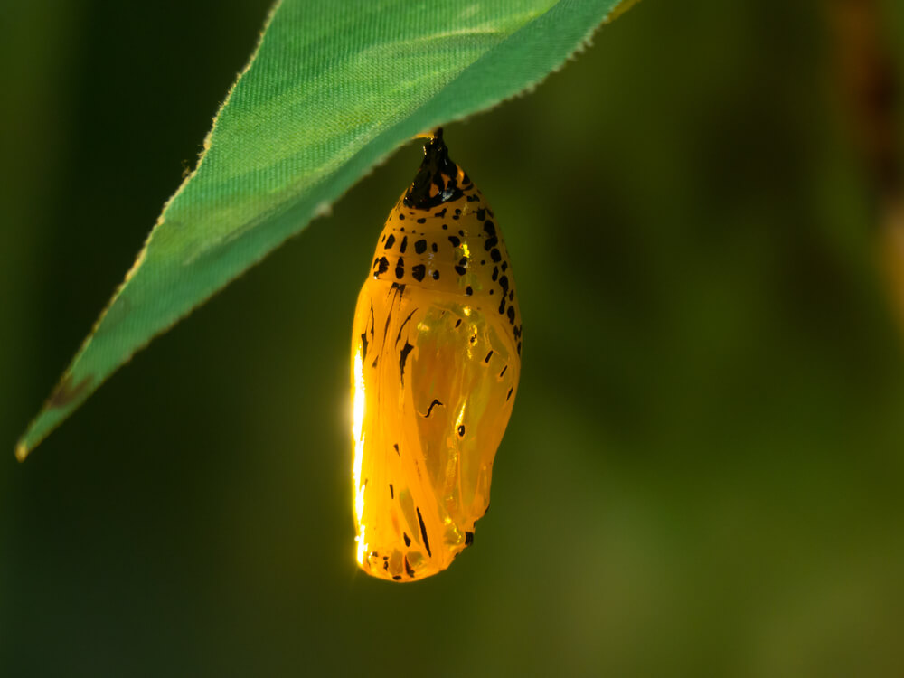 Capullo de mariposa