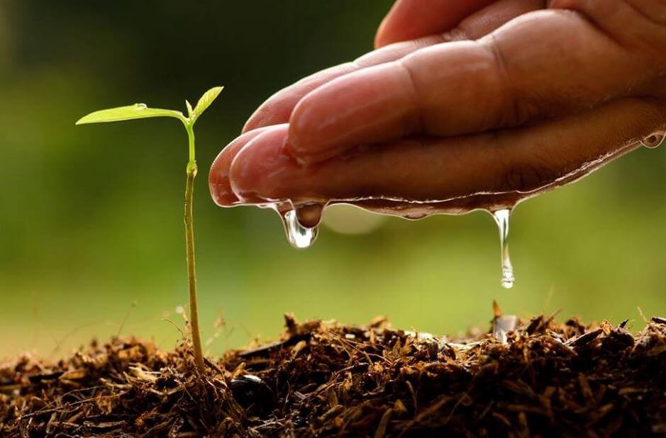 Een plant met de hand water geven