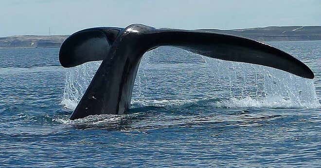 La-ballena-mas-solitaria-del-mundo-2