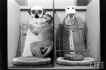 Los polémicos experimentos del del Doctor Harlow y la maternidad