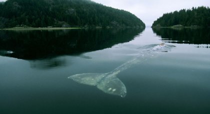 La historia de la ballena más triste