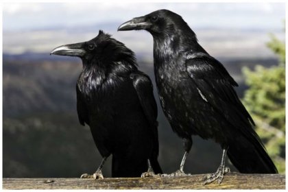 El efecto Dunning-Kruger: el incompetente que se ve competente