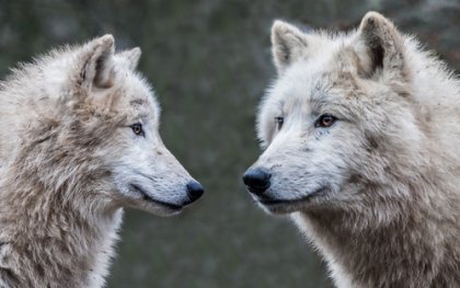 La ira: la leyenda de los dos lobos