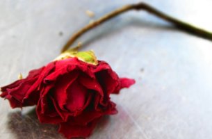 Rosa simbolizando una ruptura de pareja