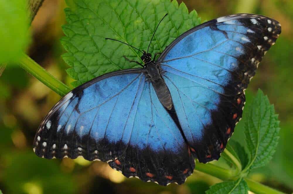 La leyenda de la mariposa azul