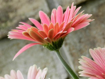 ¿Por qué es importante nuestra autoestima?