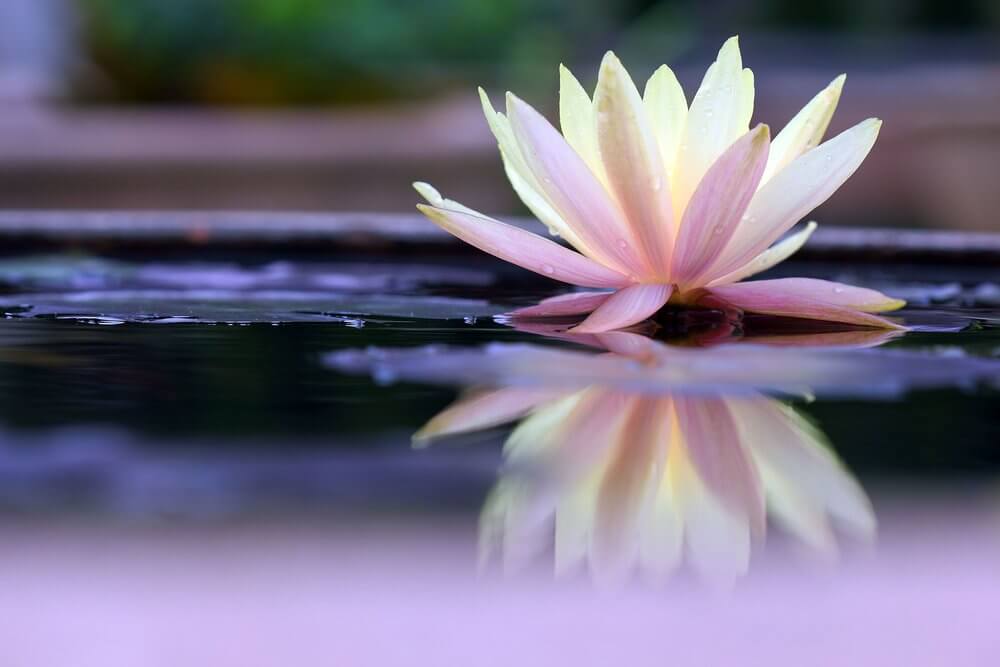 Flor de nenúfar sobre agua