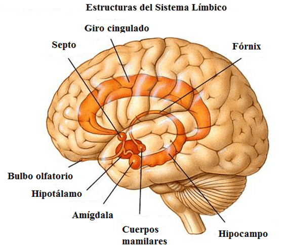 Resultado de imagen para sistema limbico wallpaper