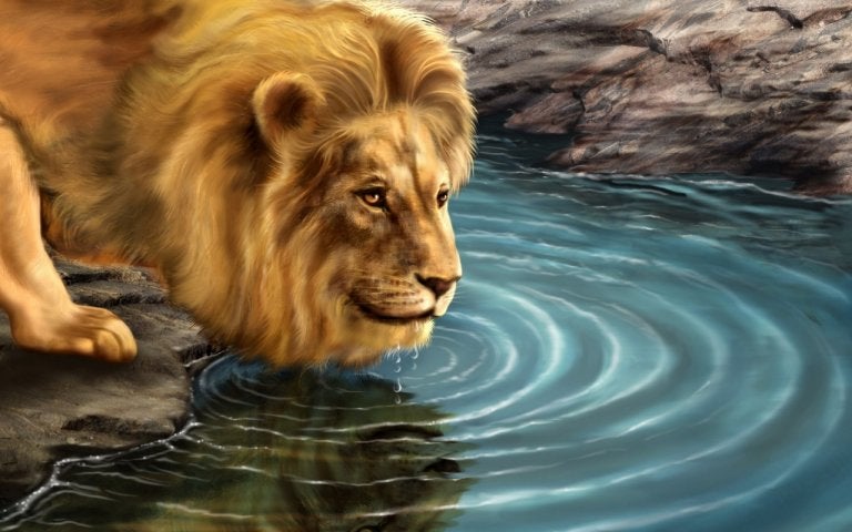 La historia del león y su reflejo