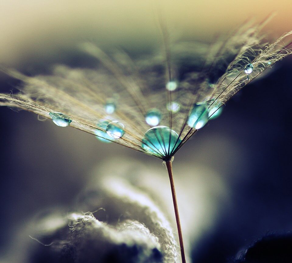 flor con gotas de agua representando resiliencia