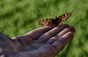 ¿Qué no hacer por los demás? (La historia del hombre y la mariposa)