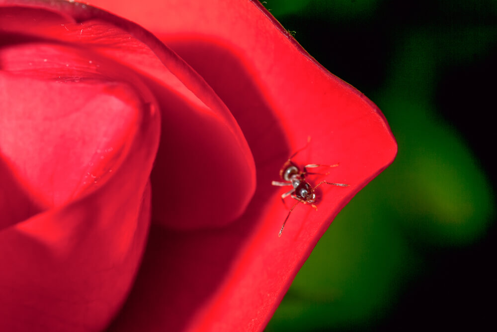 La rosa y el sapo